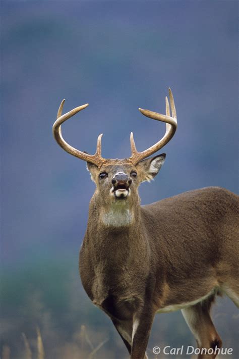 Lip curl deer mount. Things To Know About Lip curl deer mount. 